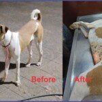 NGO IN MIRA ROAD , NGO IN BHAYANDER, NGO IN DAHISAR, NGO IN MUMBAI, NGO IN MAHARASHTRA